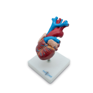 MOD ANATOMICO CORAZON 