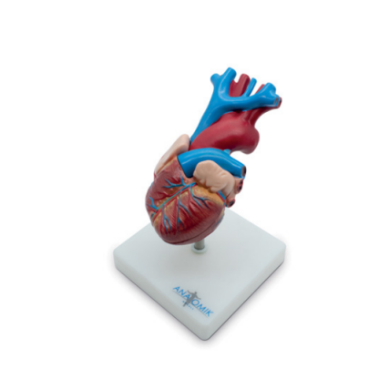 MOD ANATOMICO CORAZON DE TAMAÑO NATURAL