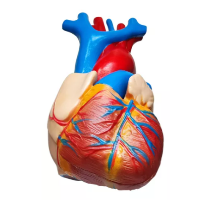 MOD ANATOMICO CORAZON DE TAMAÑO NATURAL - Image 2