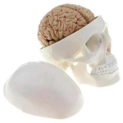MOD ANATOMICO CRANEO CON CEREBRO EN 8 PA