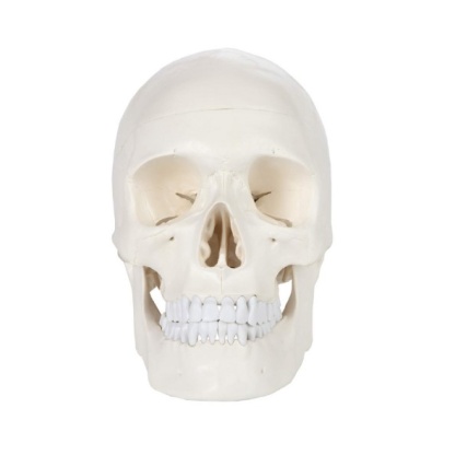 MOD ANATOMICO CRANEO DE TAMAÑO NATURAL E