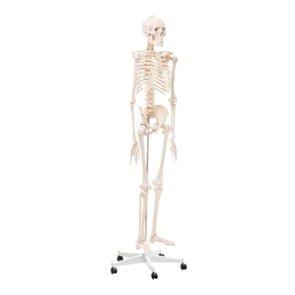 ESQUELETO DE TAMAÑO NATURAL DE 180CM