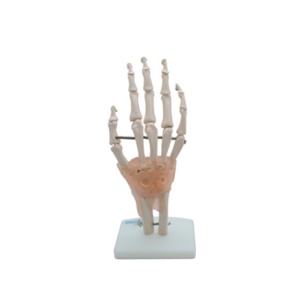 MOD ANATOMICO ARTICULACION DE MANO CON