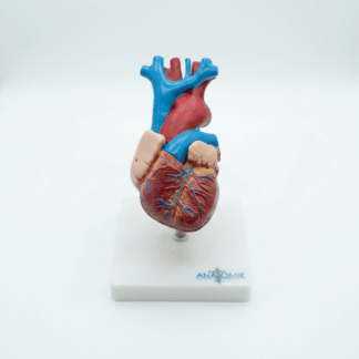 MOD ANATOMICO CORAZON DE TAMAÑO NATURAL EN 2 PARTES