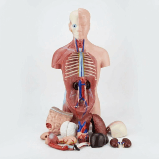 MOD ANATOMICO MINI TORSO DE 26CM EN 15 PARTES