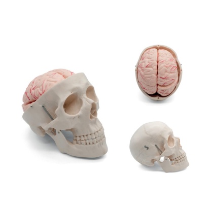 MOD ANATOMICO CRANEO CON CEREBRO EN 8 PA - Image 2