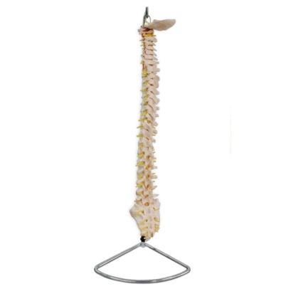 MOD ANATOMICO COLUMNA VERTEBRAL DE TAMAÑ