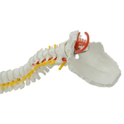 MOD ANATOMICO COLUMNA VERTEBRAL DE TAMAÑ - Image 2