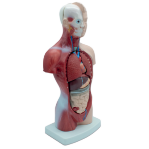 MOD ANATOMICO MINI TOR