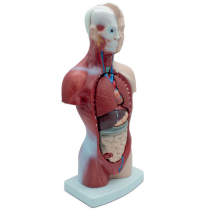MOD ANATOMICO MINI TORSO DE 26CM EN 15 P