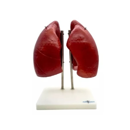 MOD ANATOMICO PULMONES EN 4 PARTES TAMAÑ - Image 2
