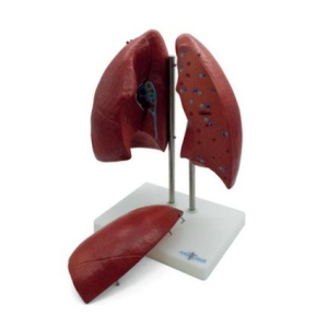 MOD ANATOMICO PULMONES