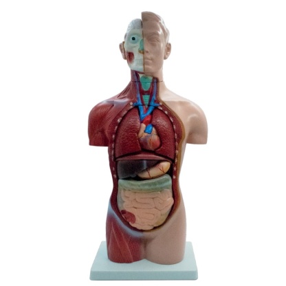 MOD ANATOMICO TORSO NEUTRAL UNISEX DE 42