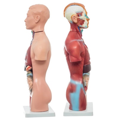MOD ANATOMICO TORSO NEUTRAL UNISEX DE 42 - Image 2