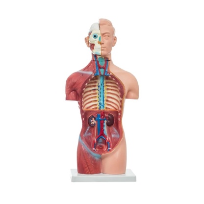 MOD ANATOMICO TORSO NEUTRAL UNISEX DE 42 - Image 3
